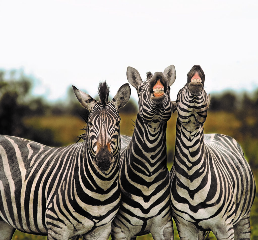 Flehmende Zebras
