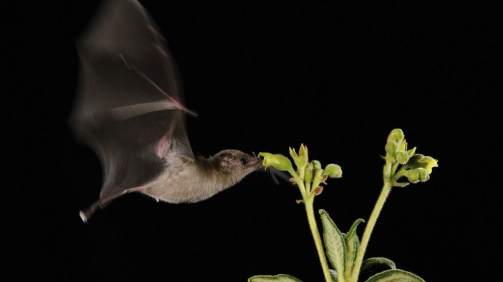 Fledermaus an Blüte