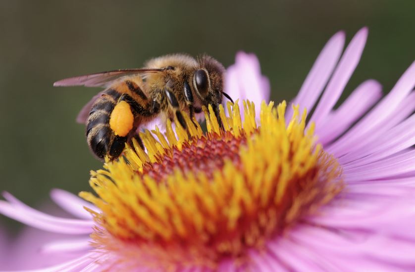 Biene auf Blüte