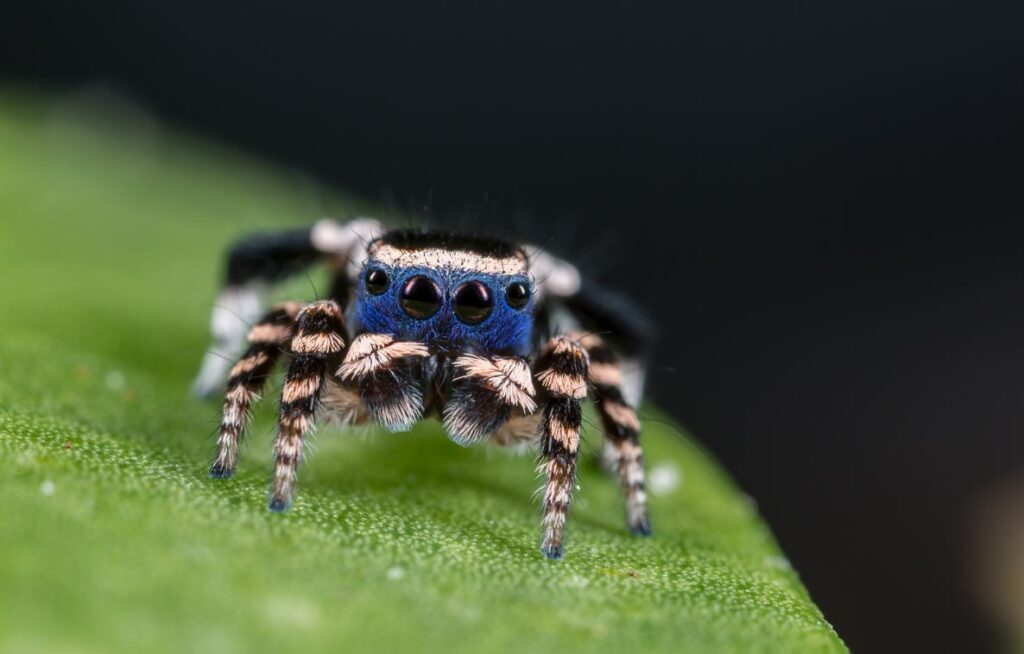 Pfauenspinne